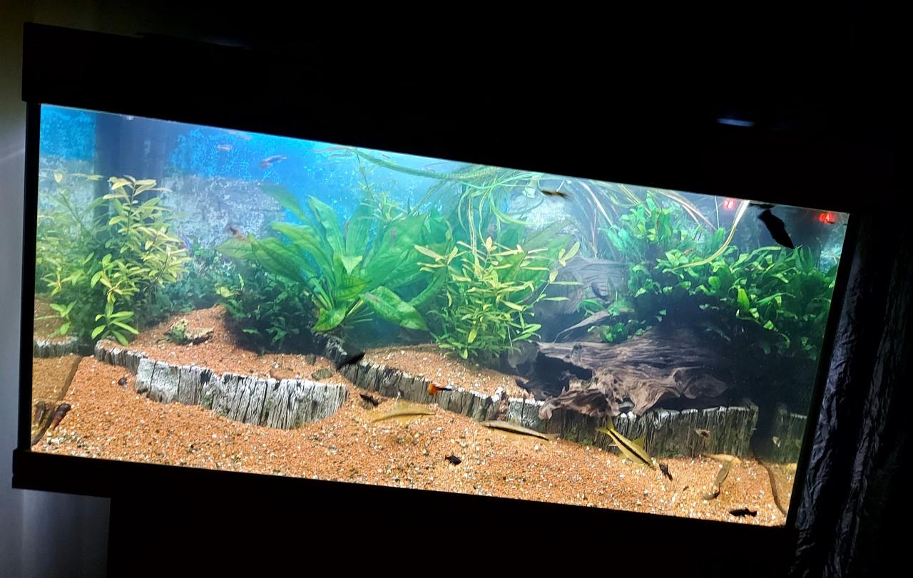 Aquarium geheel compleet