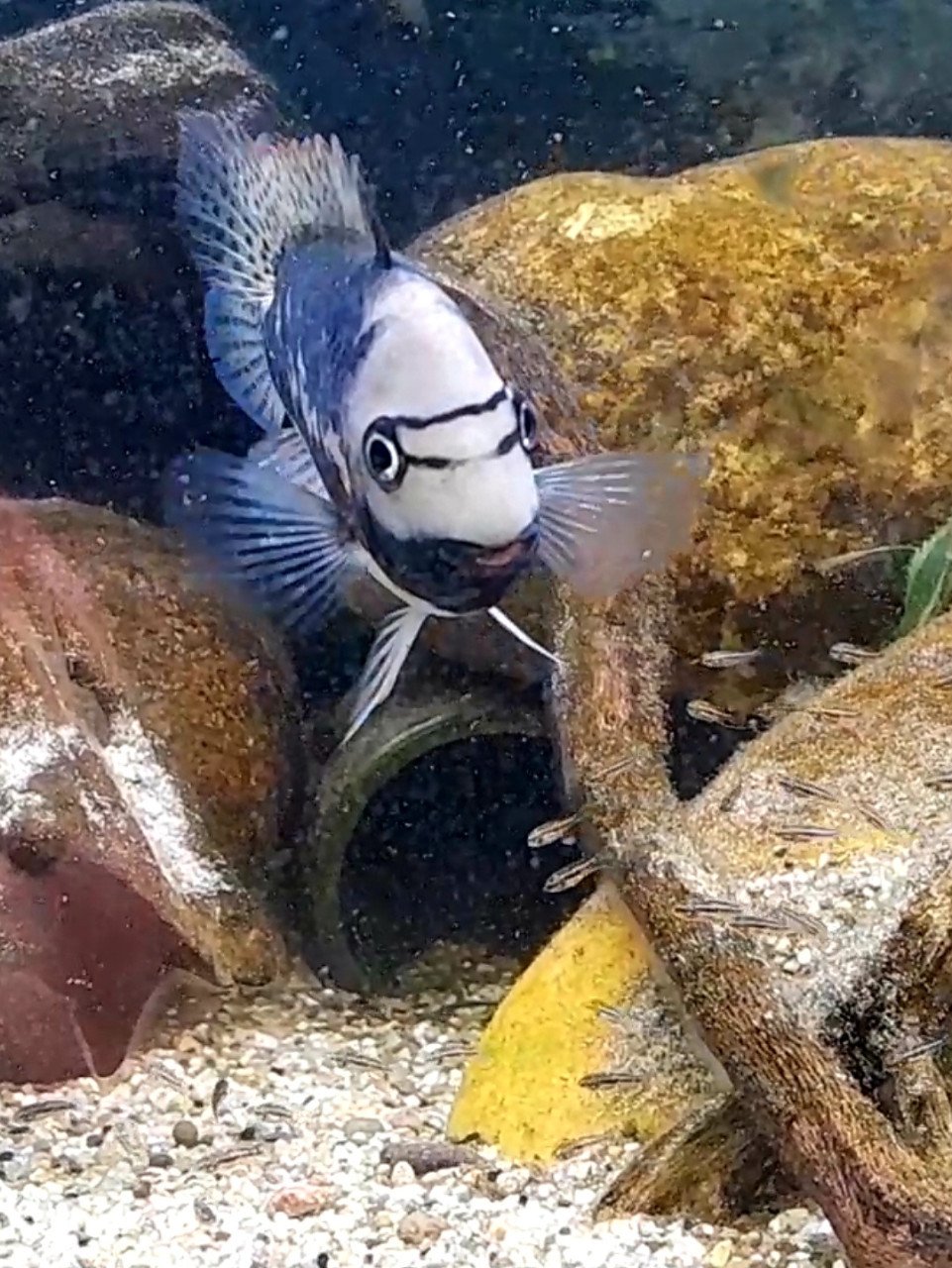 Tomocichla Underwoodi cichliden