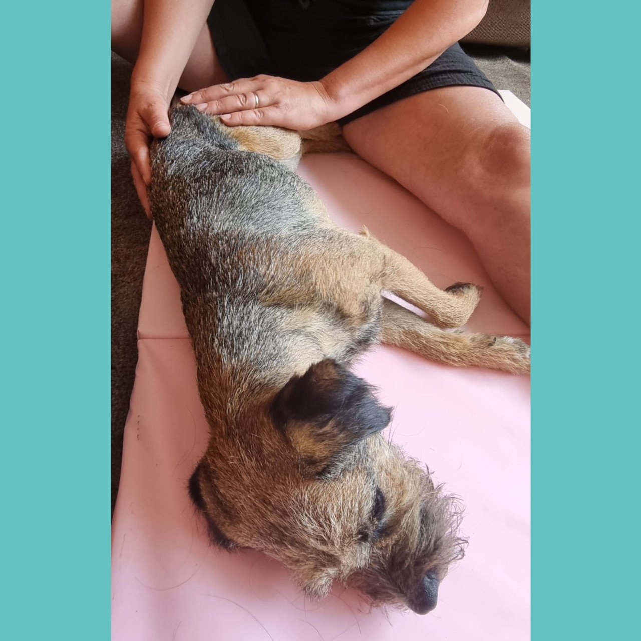 Workshop: Hondenmassage voor beginners