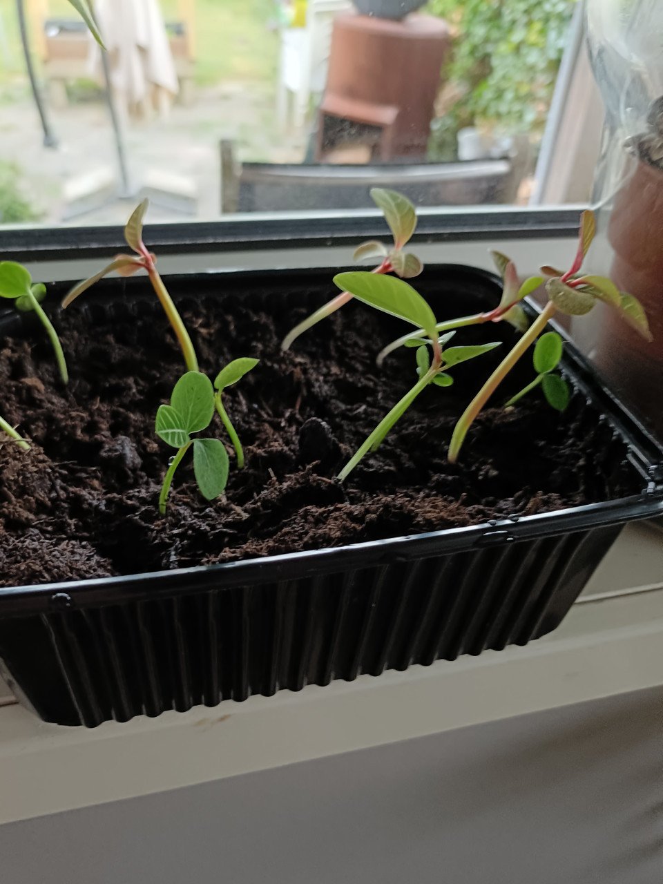 Kamerplanten en kleine courgette plantjes