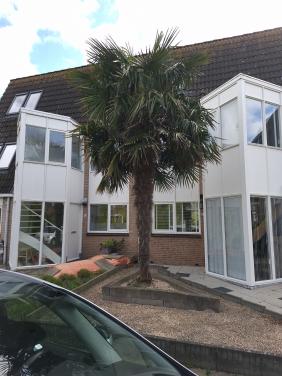 SCHITTERENDE PALMBOOM