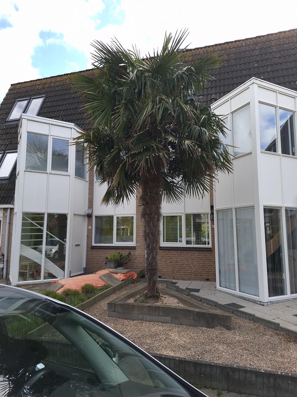 SCHITTERENDE PALMBOOM