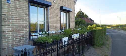 Mooie vaste planten in ons kraampje voor slechts €1,25 p/st. ++ TIP ++