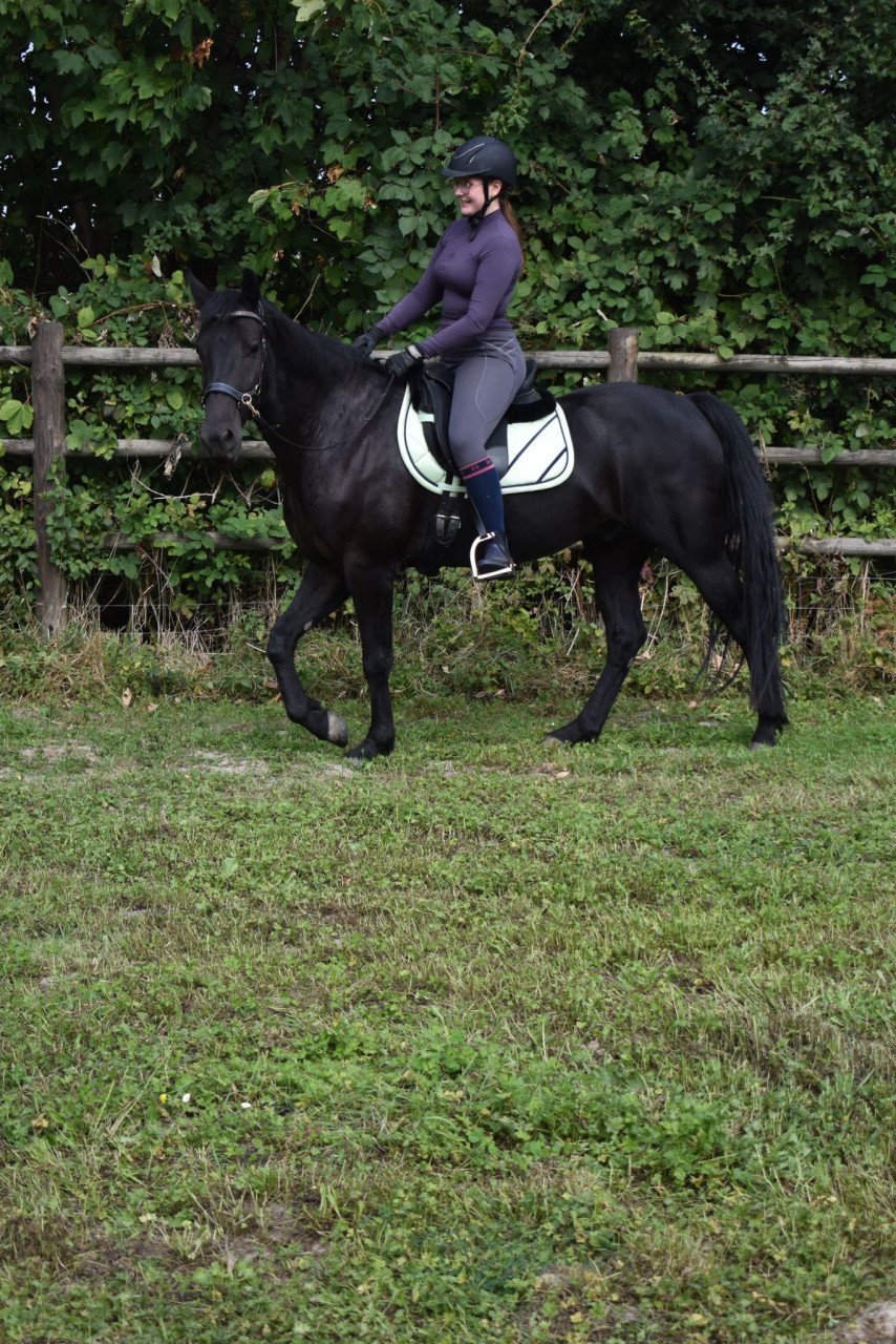 Mooie d pony te koop