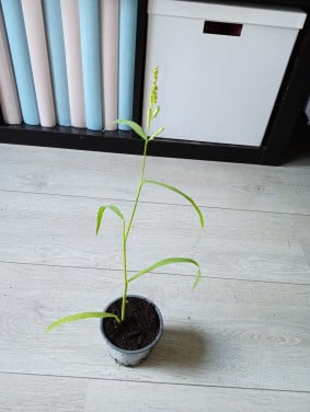 Heel veel stekjes van planten