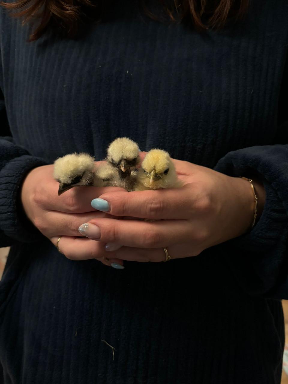 Zijdehoen kuikentjes