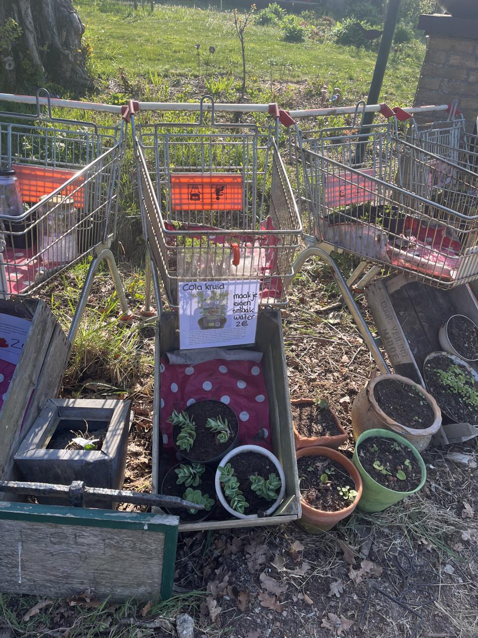 Biologische tuinplanten