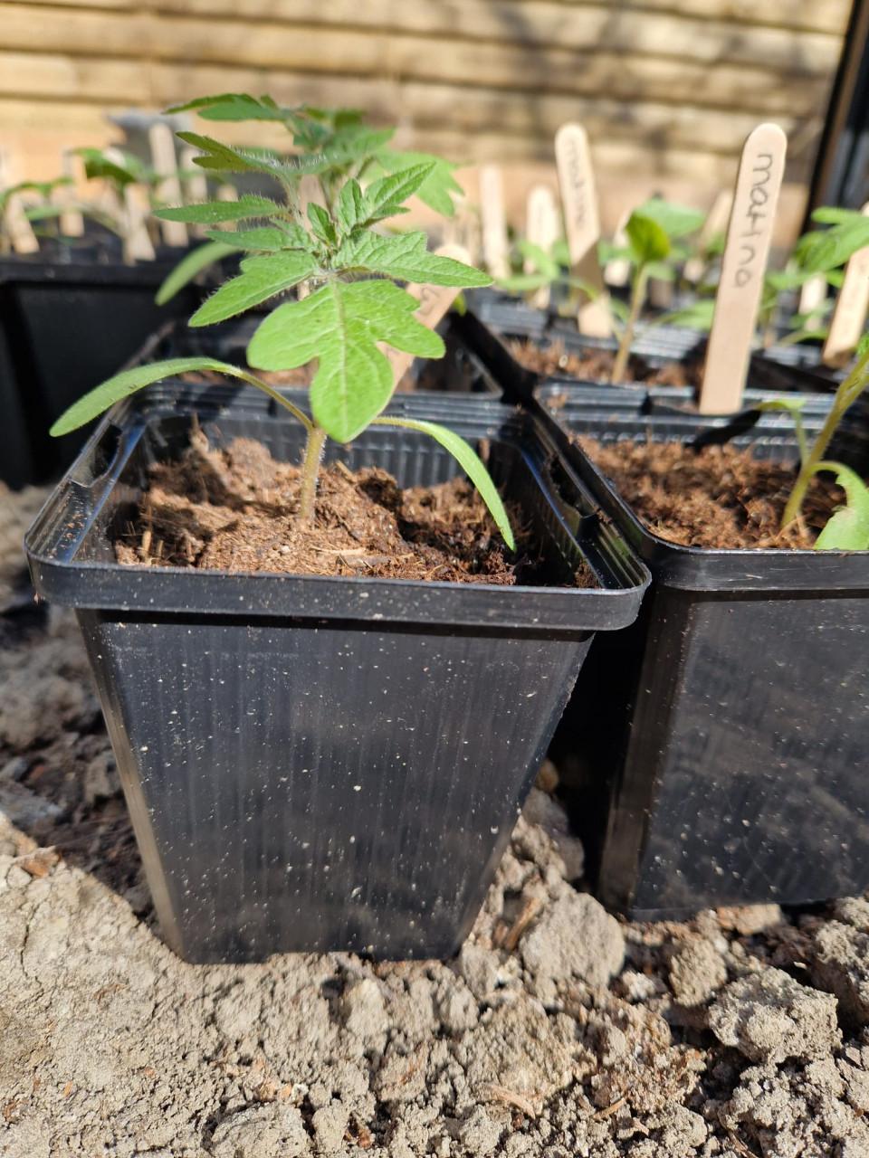 Vele rassen onbespoten tomatenplanten