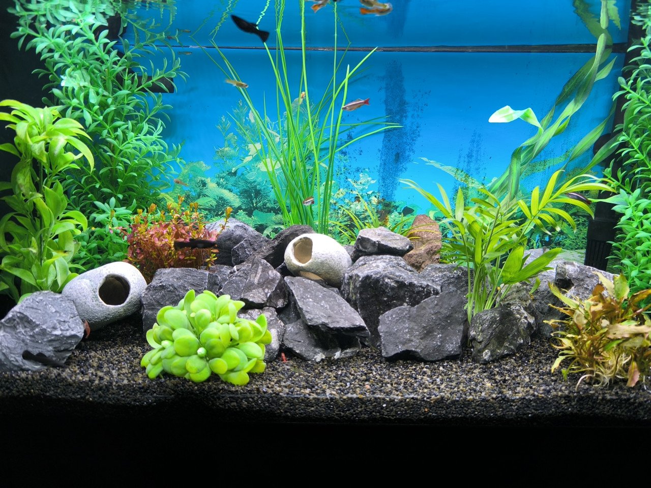 Aquarium 80 cm