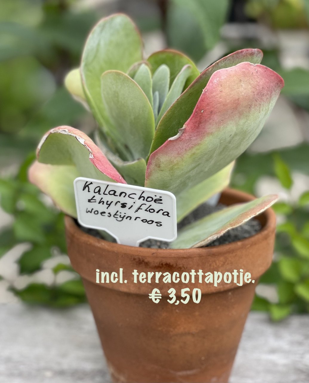 Planten