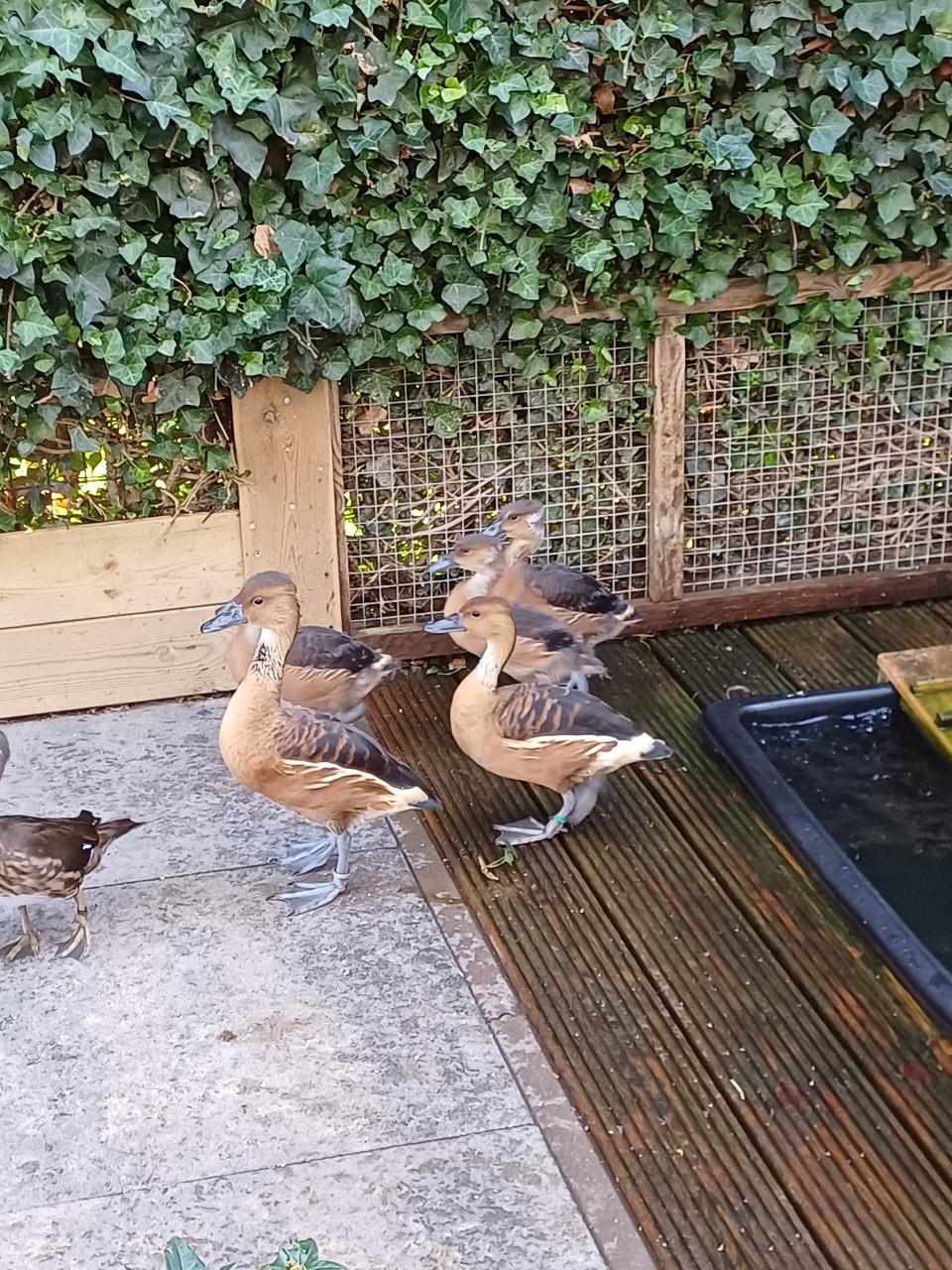 Gele Fluiteenden Boomeenden Koppel met 3 jongen.