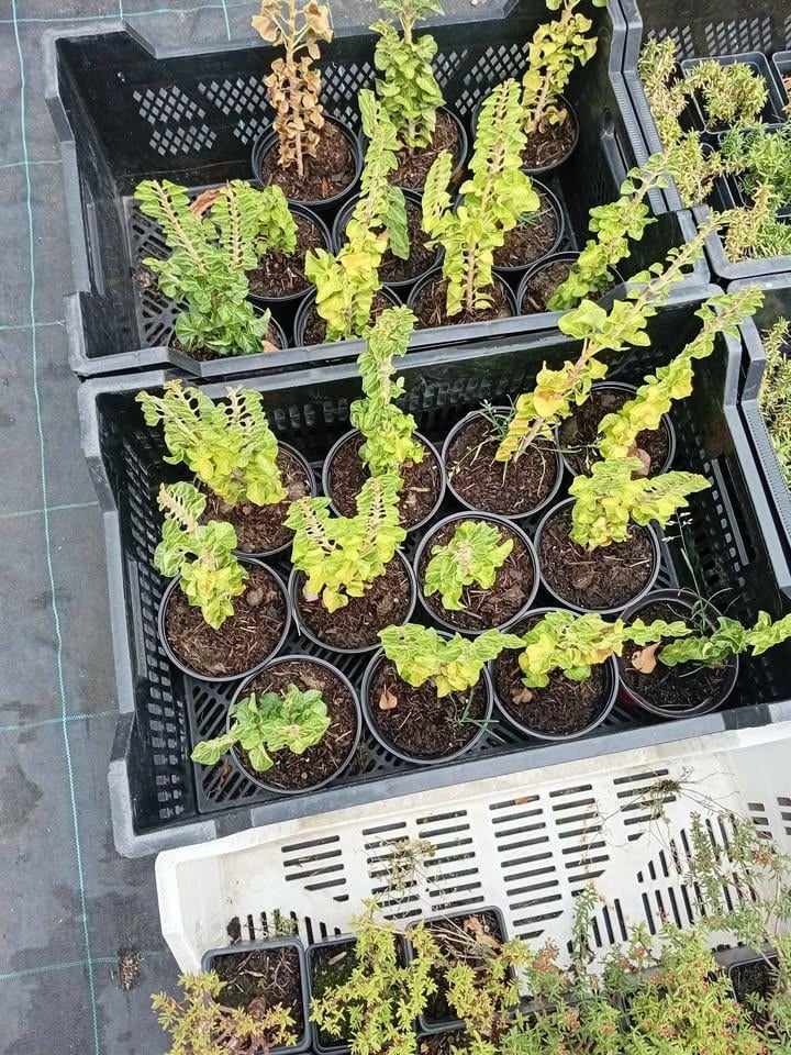 Geel/oranje vlinderstruikjes en witte pluimhortensia's