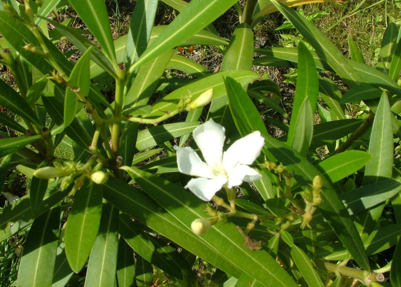 Oleander