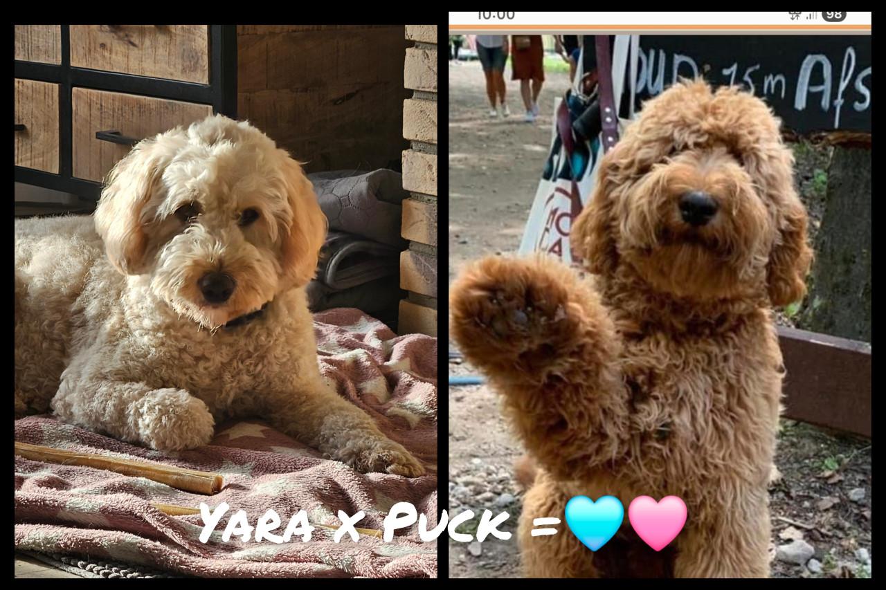 Goldendoodle f1 x australian labradoodle pups