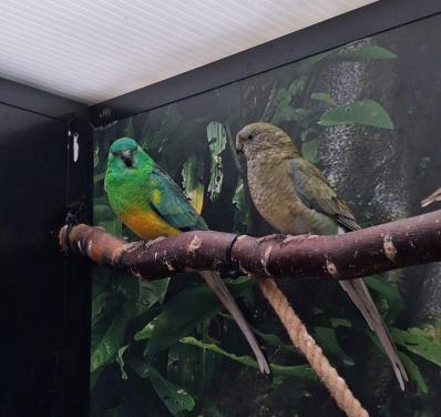 Koppelen roodrug parkieten