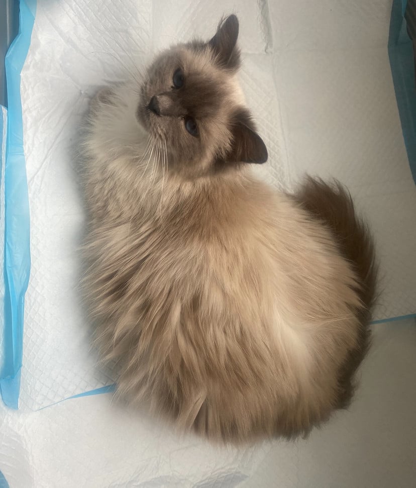 Ragdoll poes met stamboom