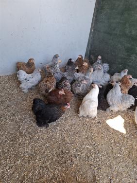 Ruime keuze cochin kriel hennen.......