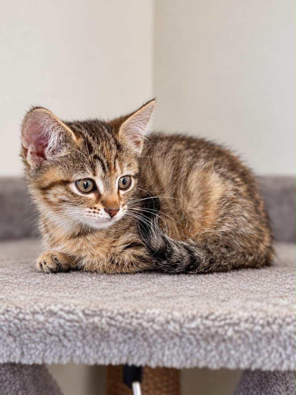 Lieve kitten te koop
