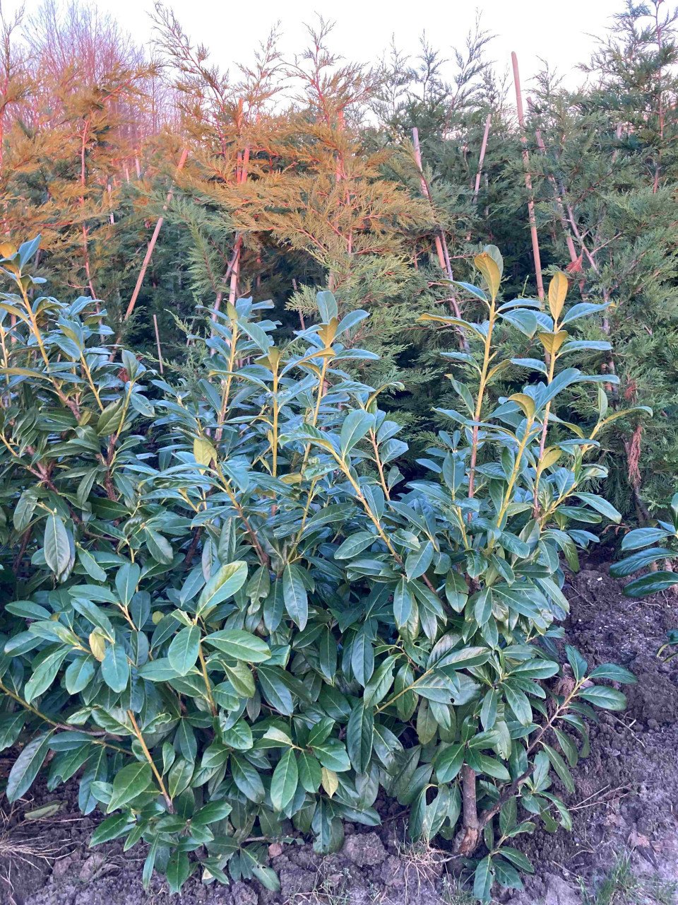 Laurierstruiken Prunus Novita/Herbergii