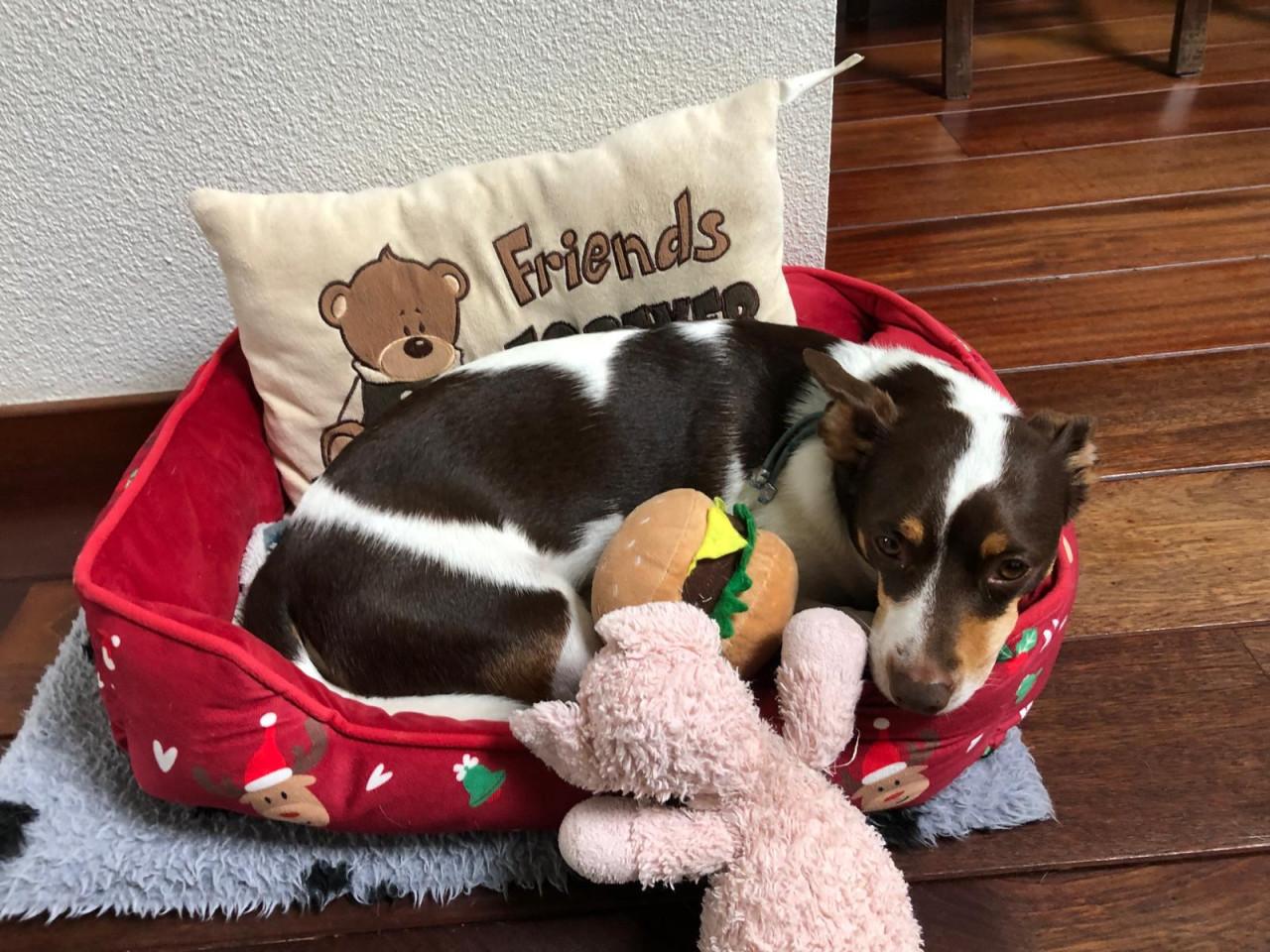 Lieve Jack Russel zoekt nieuw thuis