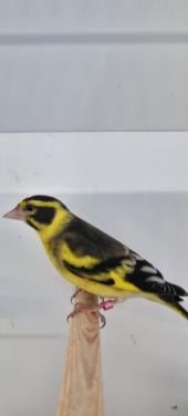 Koppel himalaya groenlingen