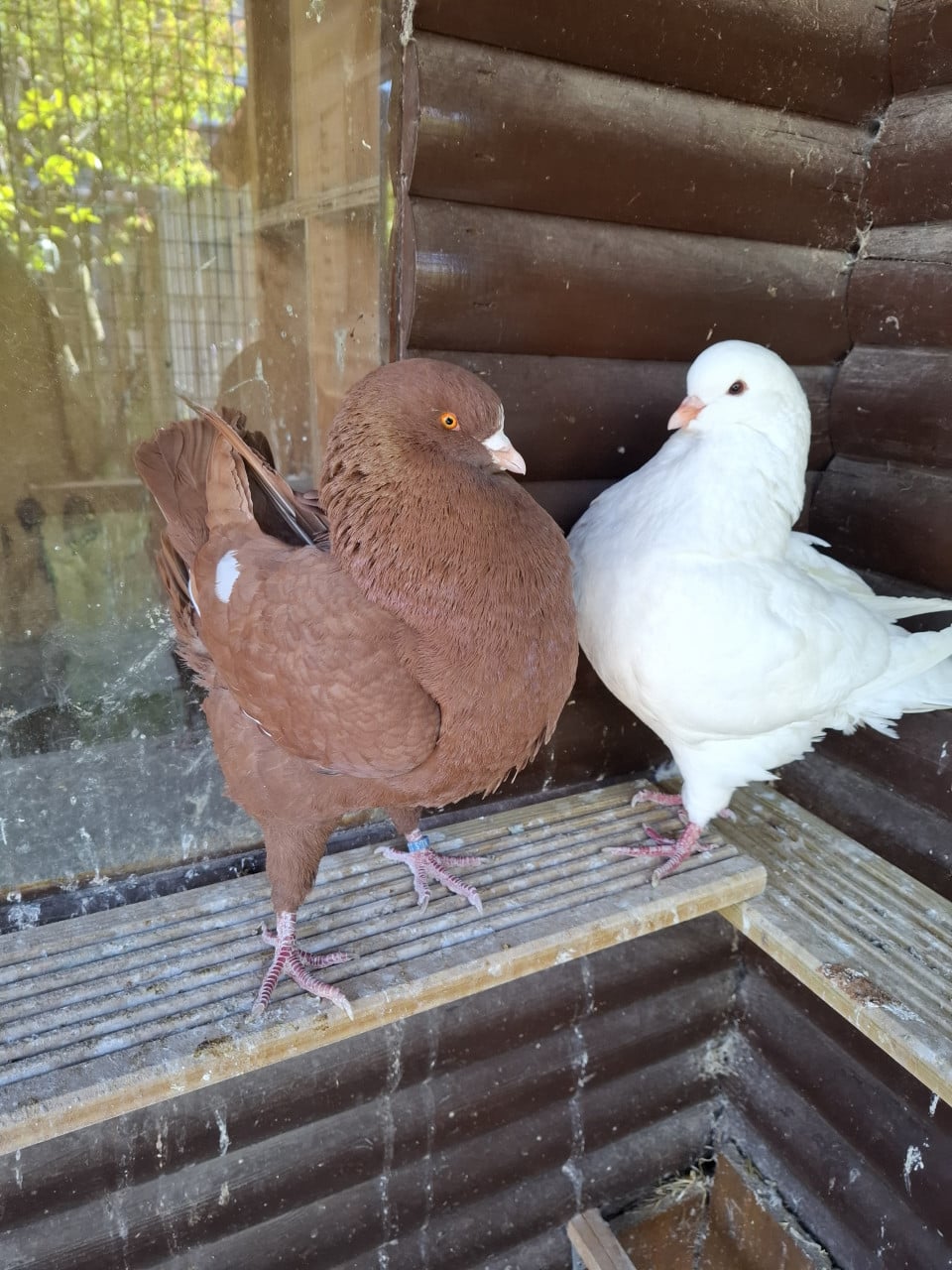 KING sierduif Rood/ wit doffer