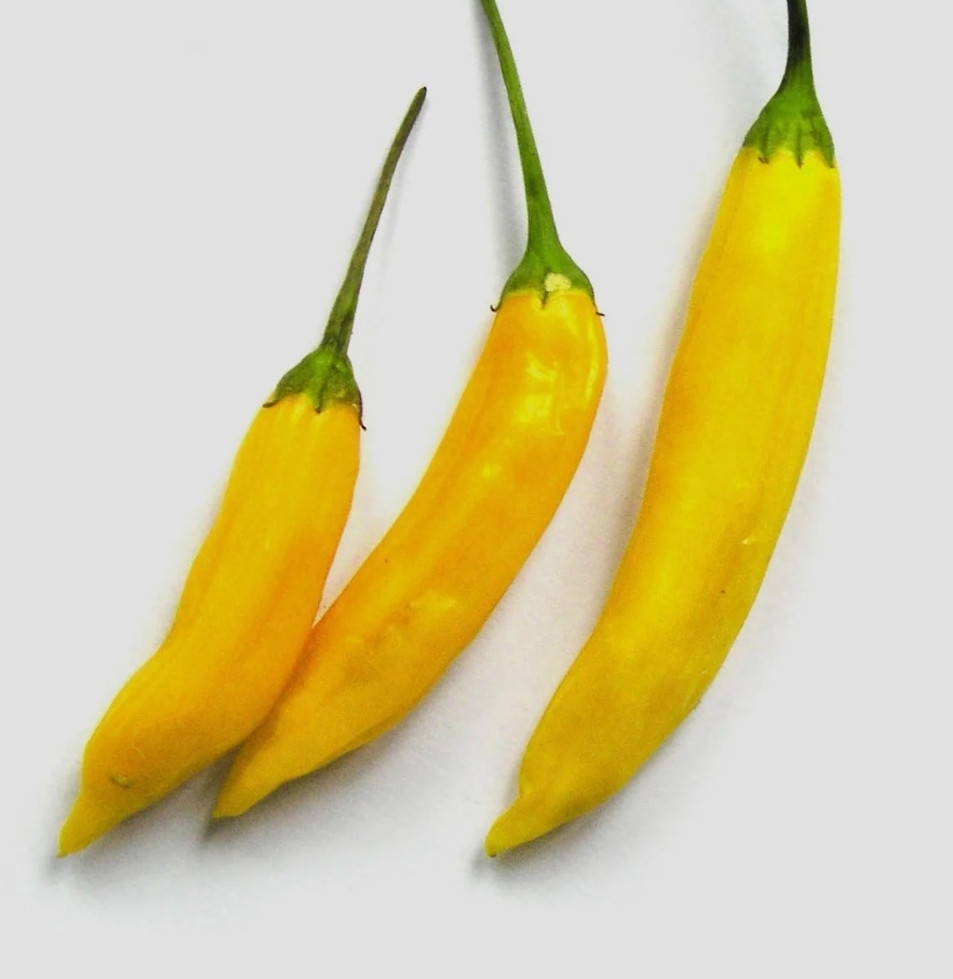 Peper planten