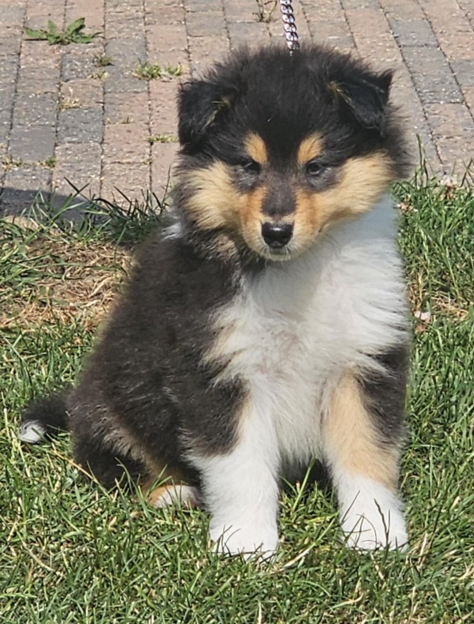Schotse Collie pups met Stamboom