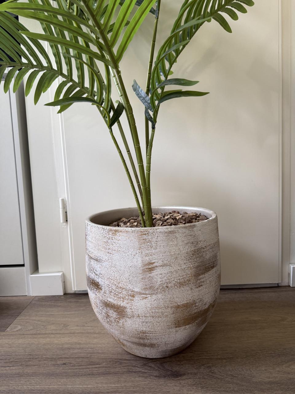 Nep plant + pot