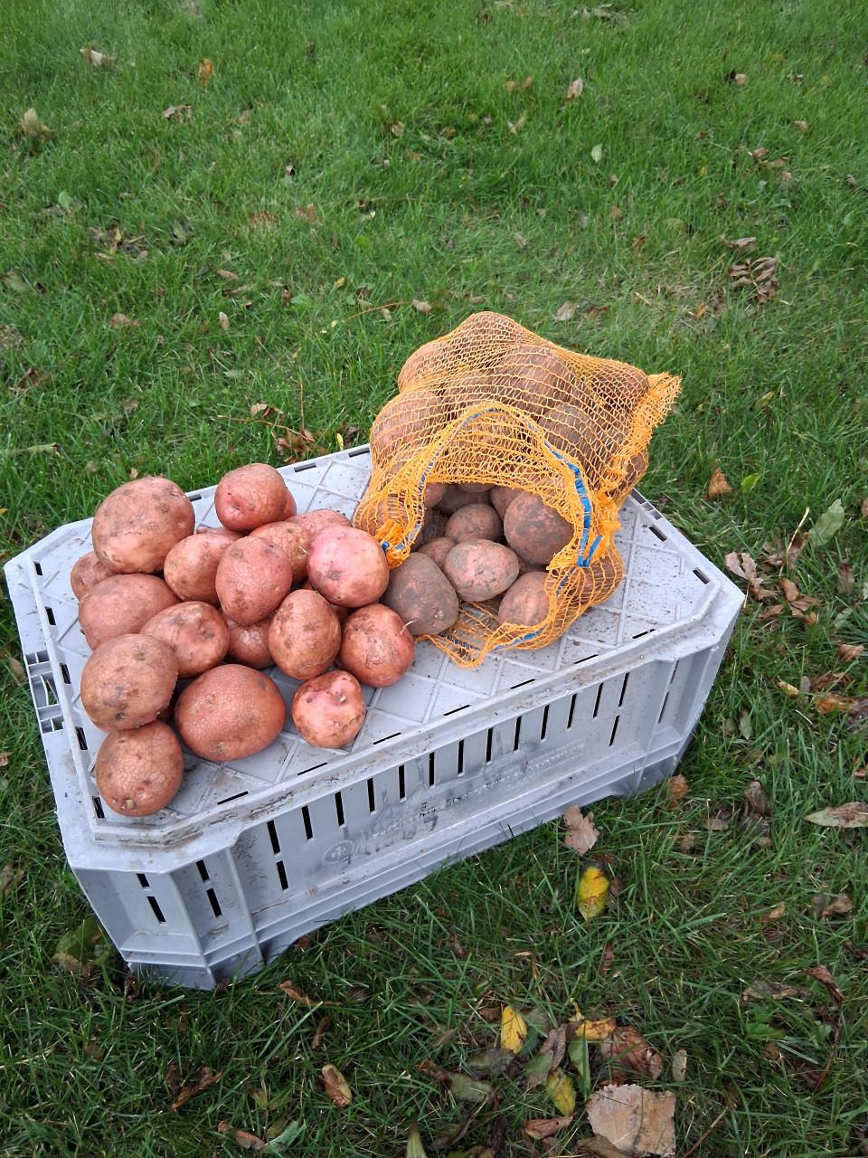 Bildstar aardappelen te koop