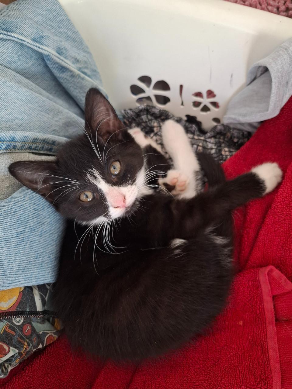 Kitten 11 weken