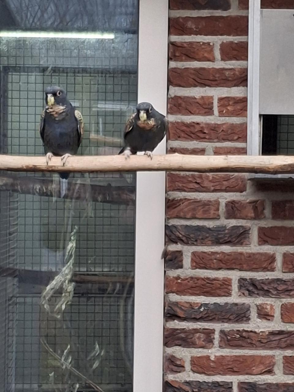 Bronsvleugel pionus