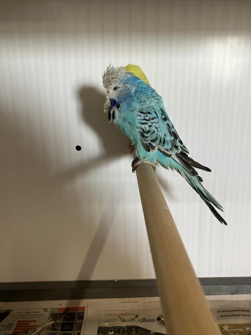 Engelse grasparkieten