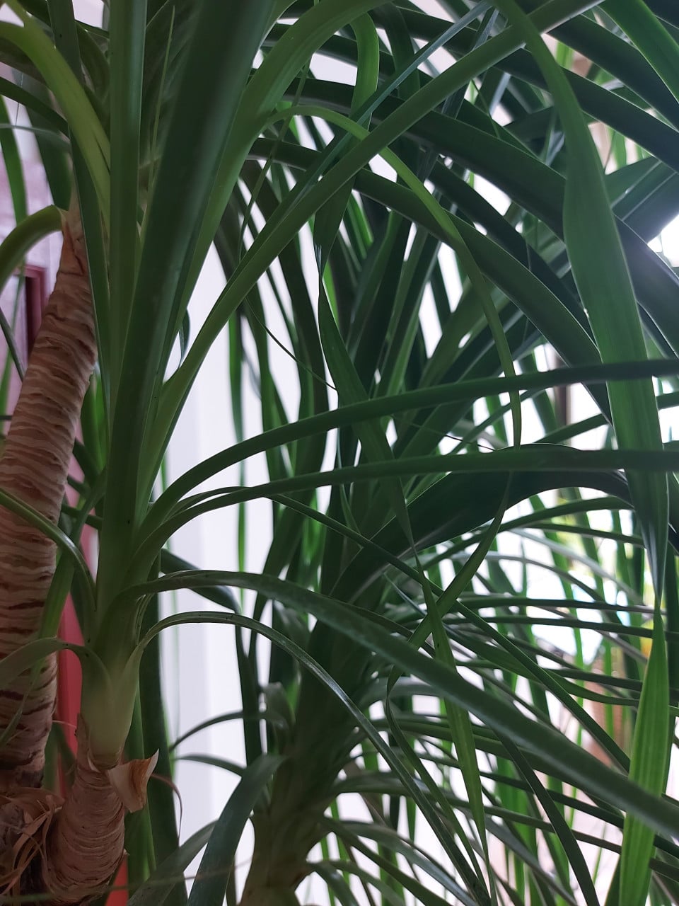 Prachtige plant Olifantspoot - Beaucarnea 2 meter hoog