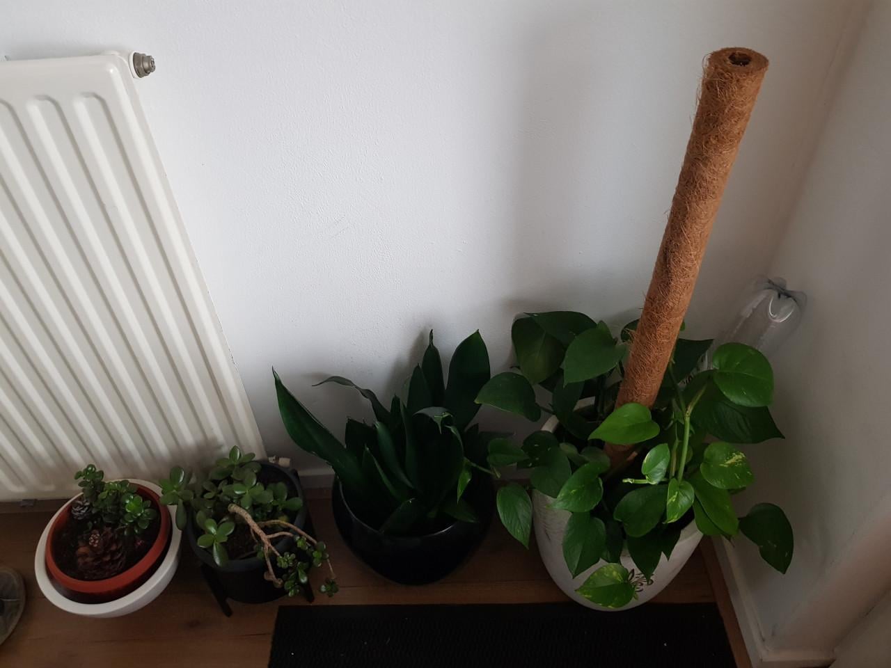 Planten