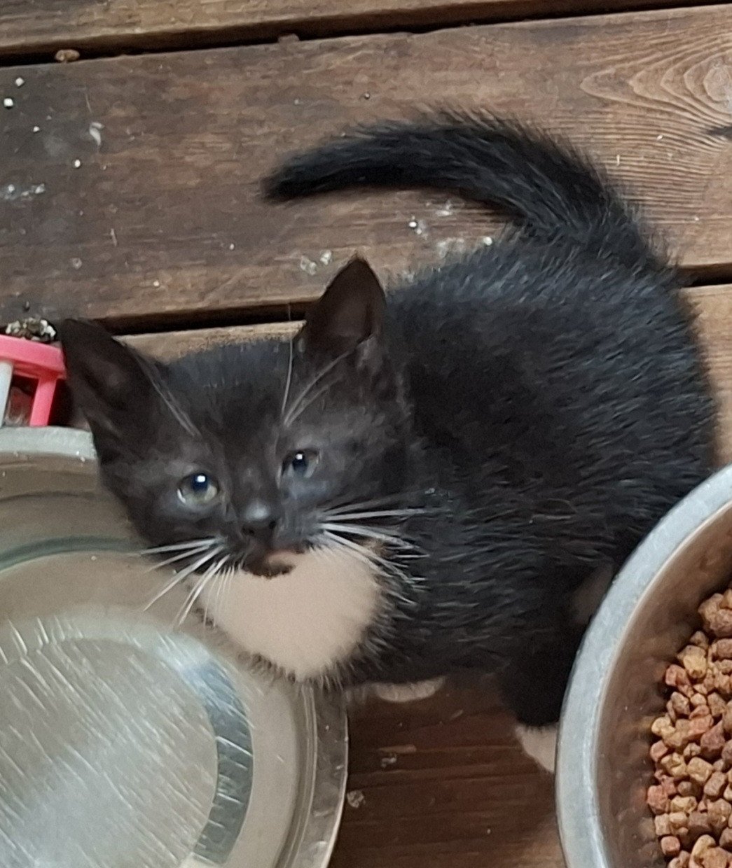 Kittens