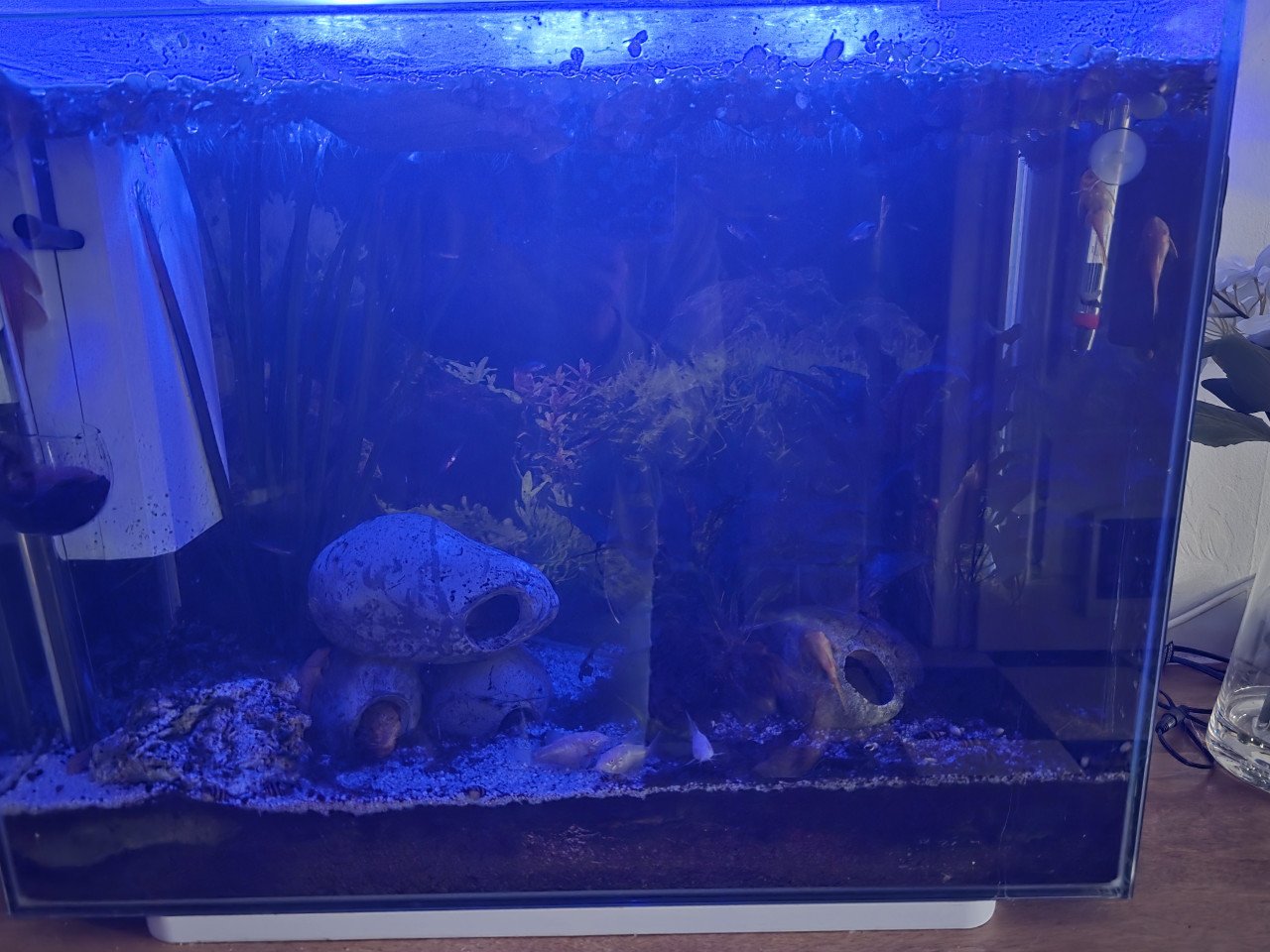 Aquarium
