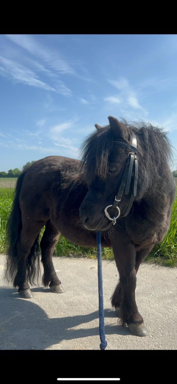 2 lieve shetlanders te koop