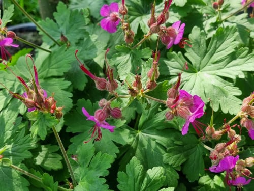 Geraniums