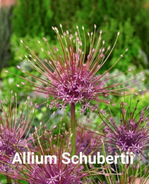 Tuinplanten OUDELANDE