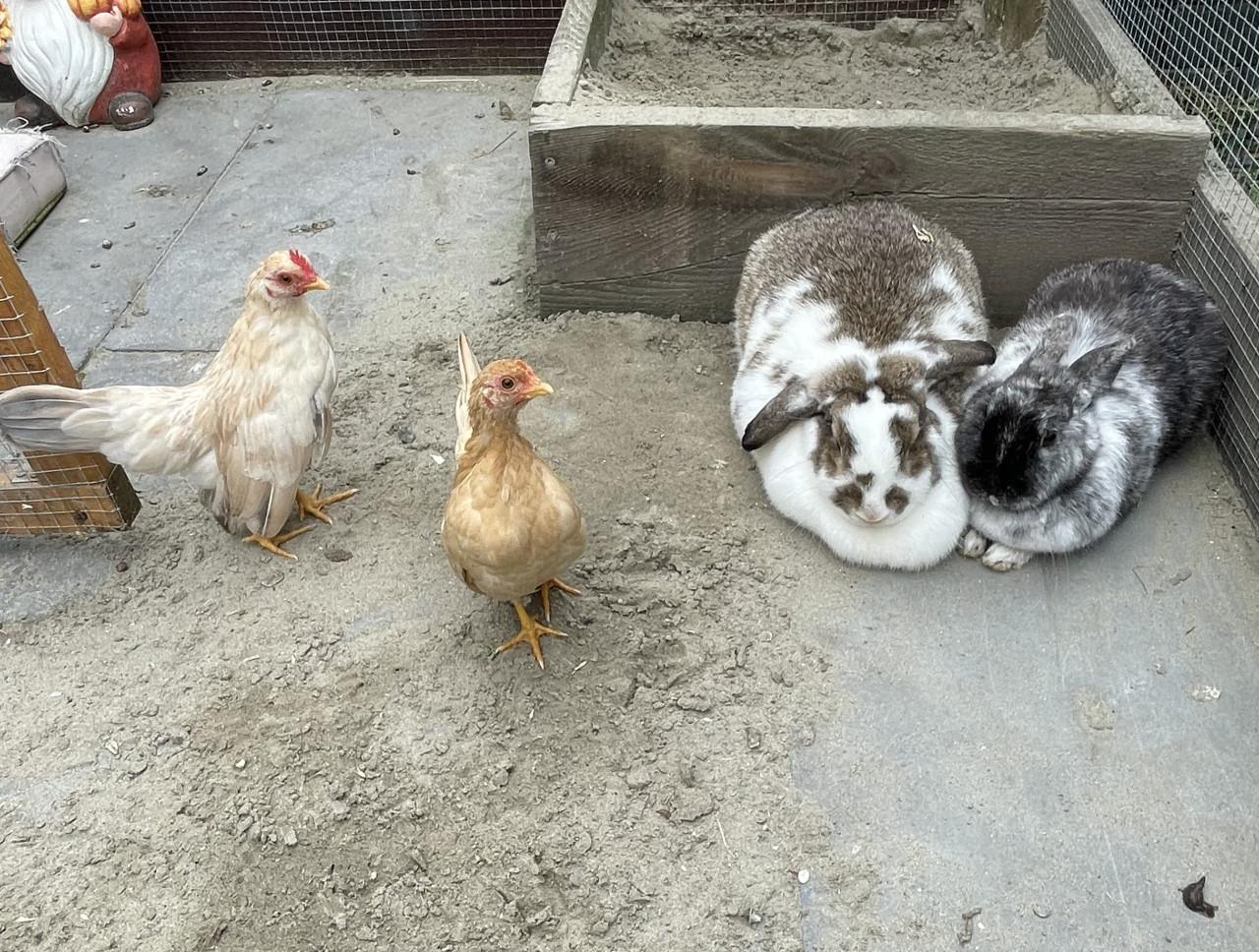 Twee lieve dames konijntjes