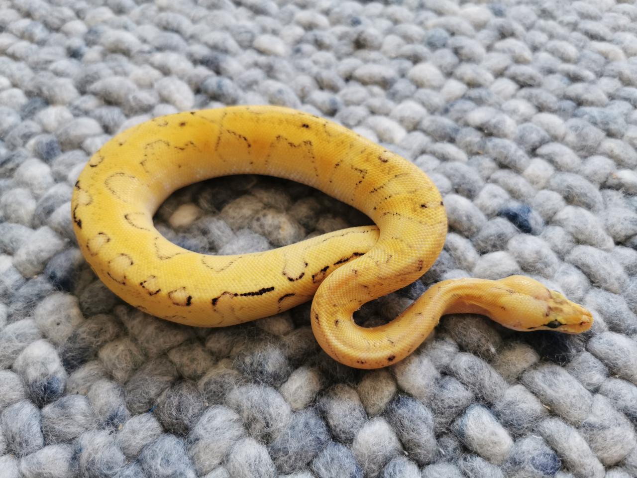 Champagne Super Enchi Pastel Koningspython (vrouwtje)