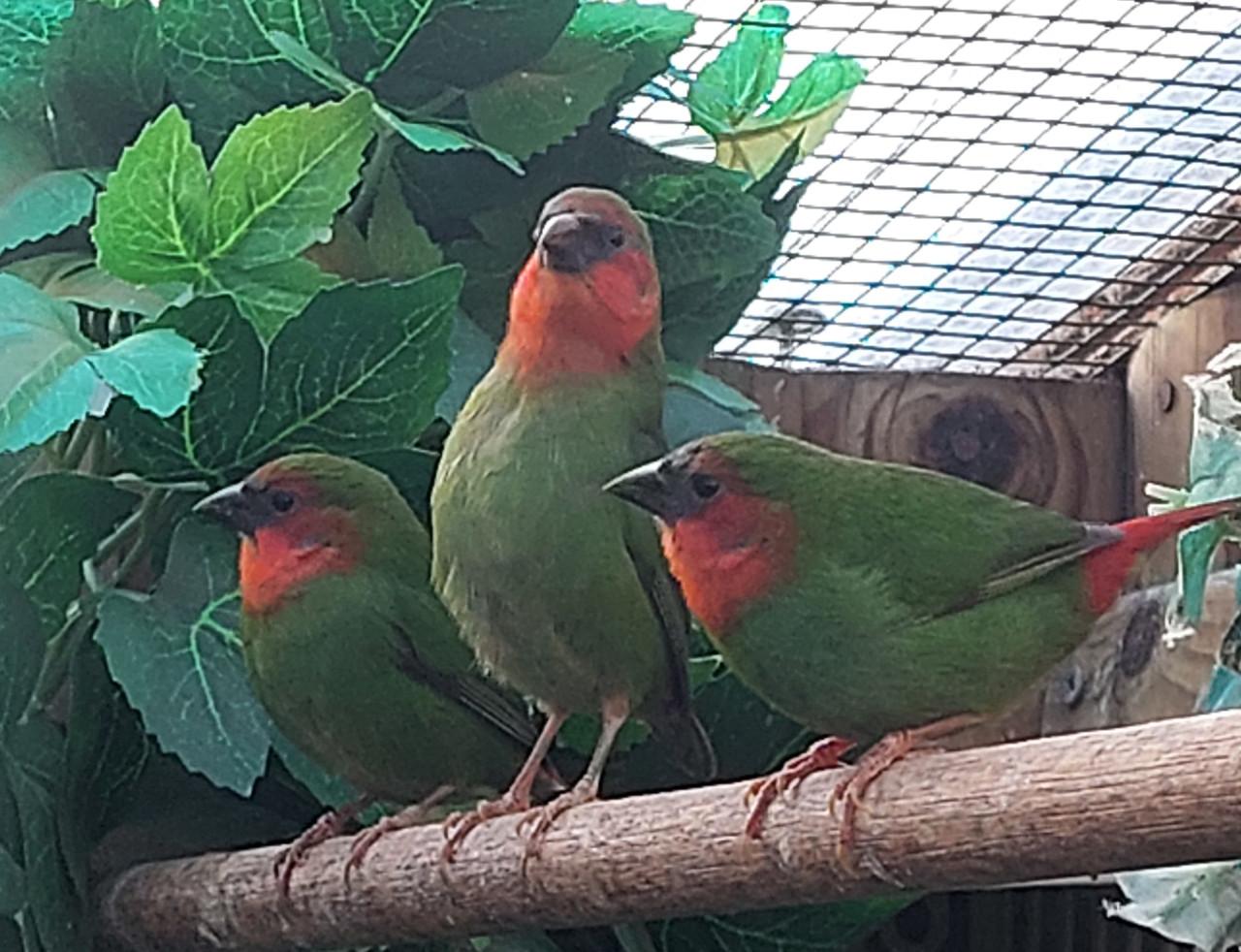 Bastaard driekleurpapegaaiamadine- roodkoppapegaaiamadine