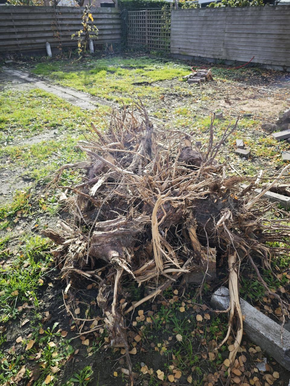 Haardhout coniferen stronken ca 1,5m³ -gratis af te halen-