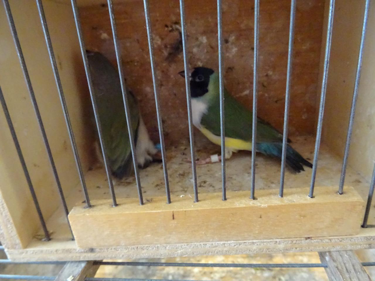 Te koop nog mooie broedrijpe Pop zwartkop  witborst Golds amadine