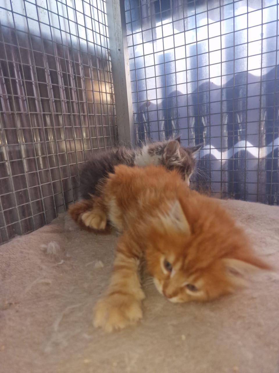 Te koop mooie Maine Coons katertjes