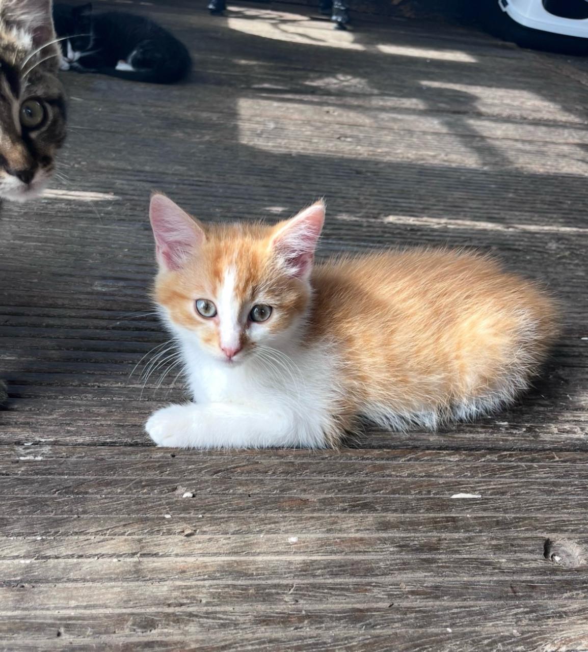 Lieve kittens te koop (GECHIPT EN GEËNT)