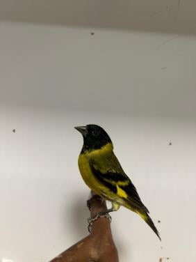 8-5 zwartkop/magellaan sijzen