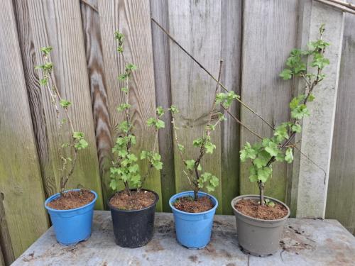 Stekjes rode besjes struik