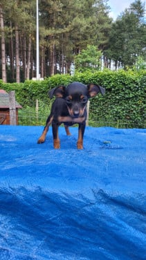 2 dwergpinscher puppy's
